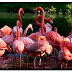 Flamingo Familie