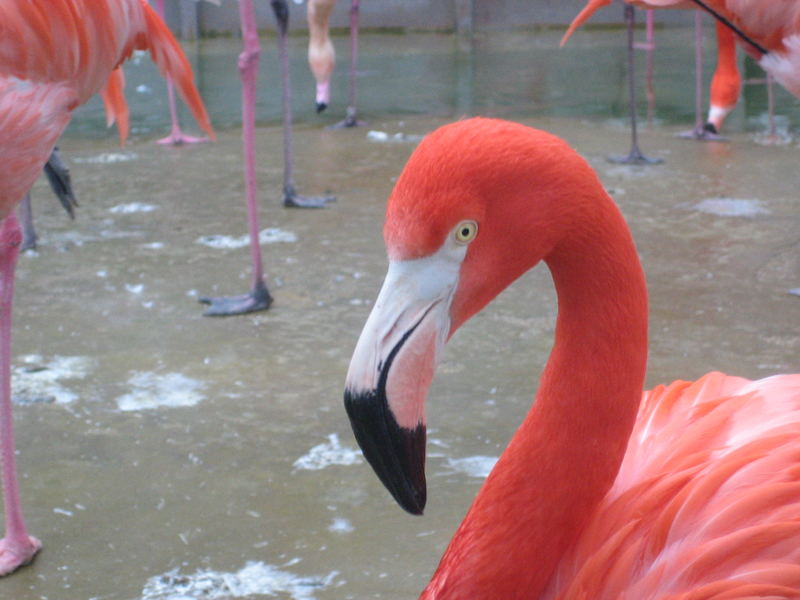 Flamingo