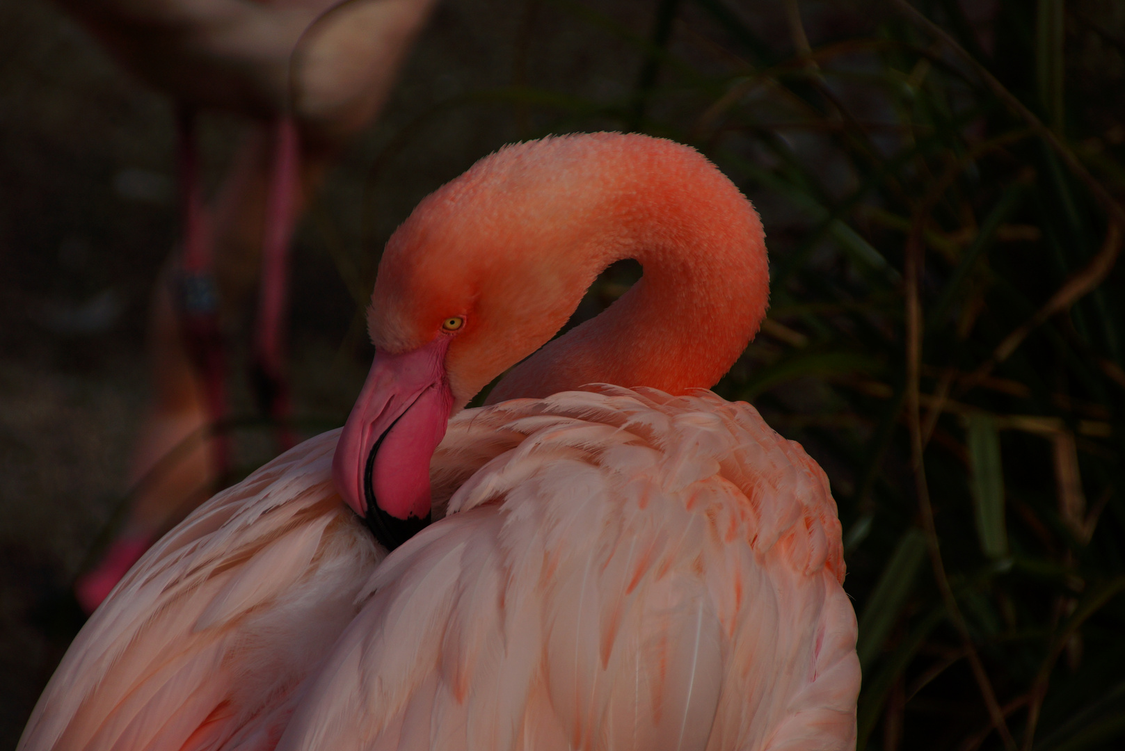 flamingo