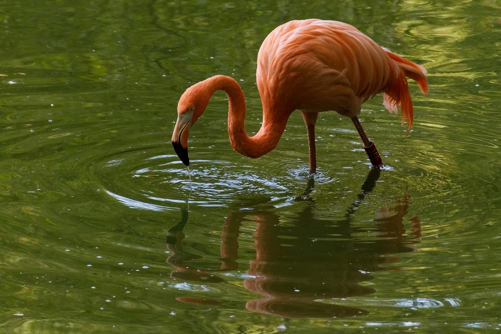 Flamingo