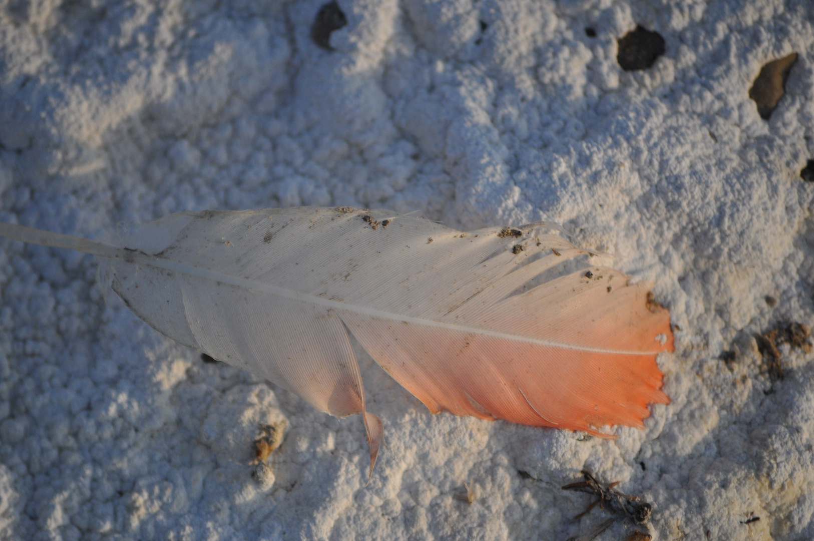 Flamingo feather