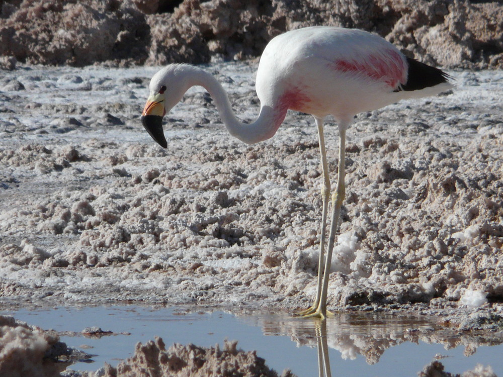 Flamingo Fieber II