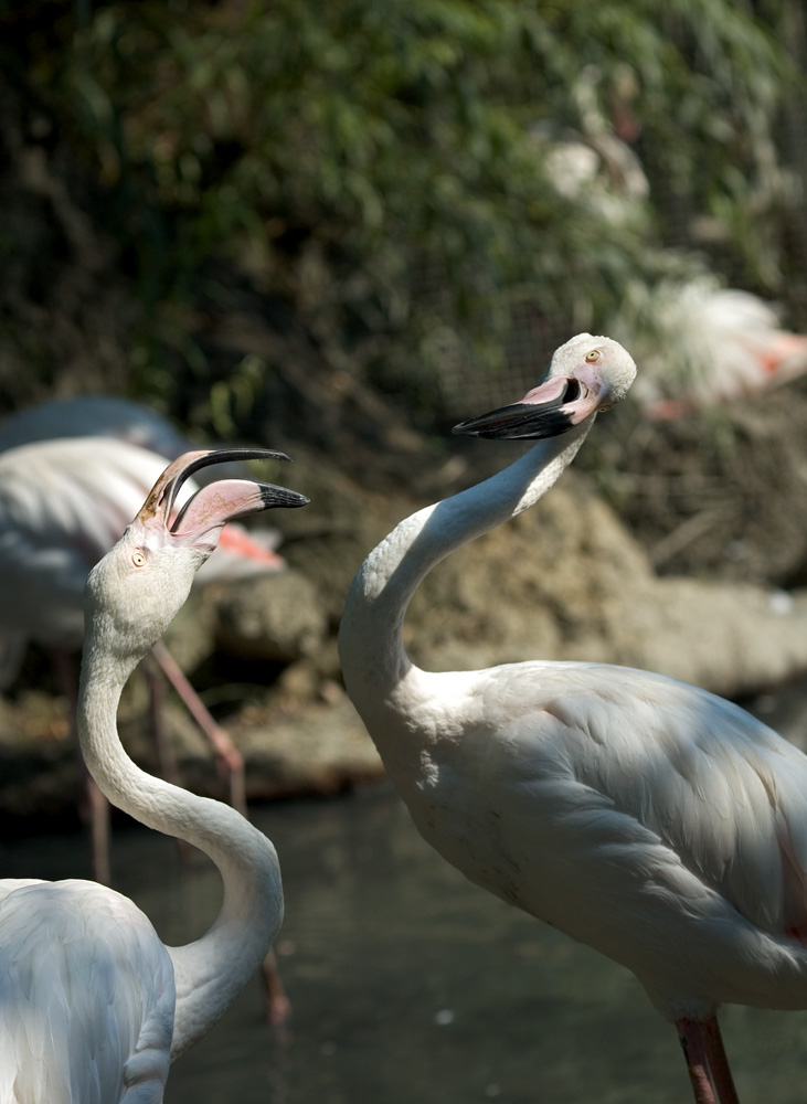 Flamingo Fight