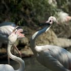 Flamingo Fight