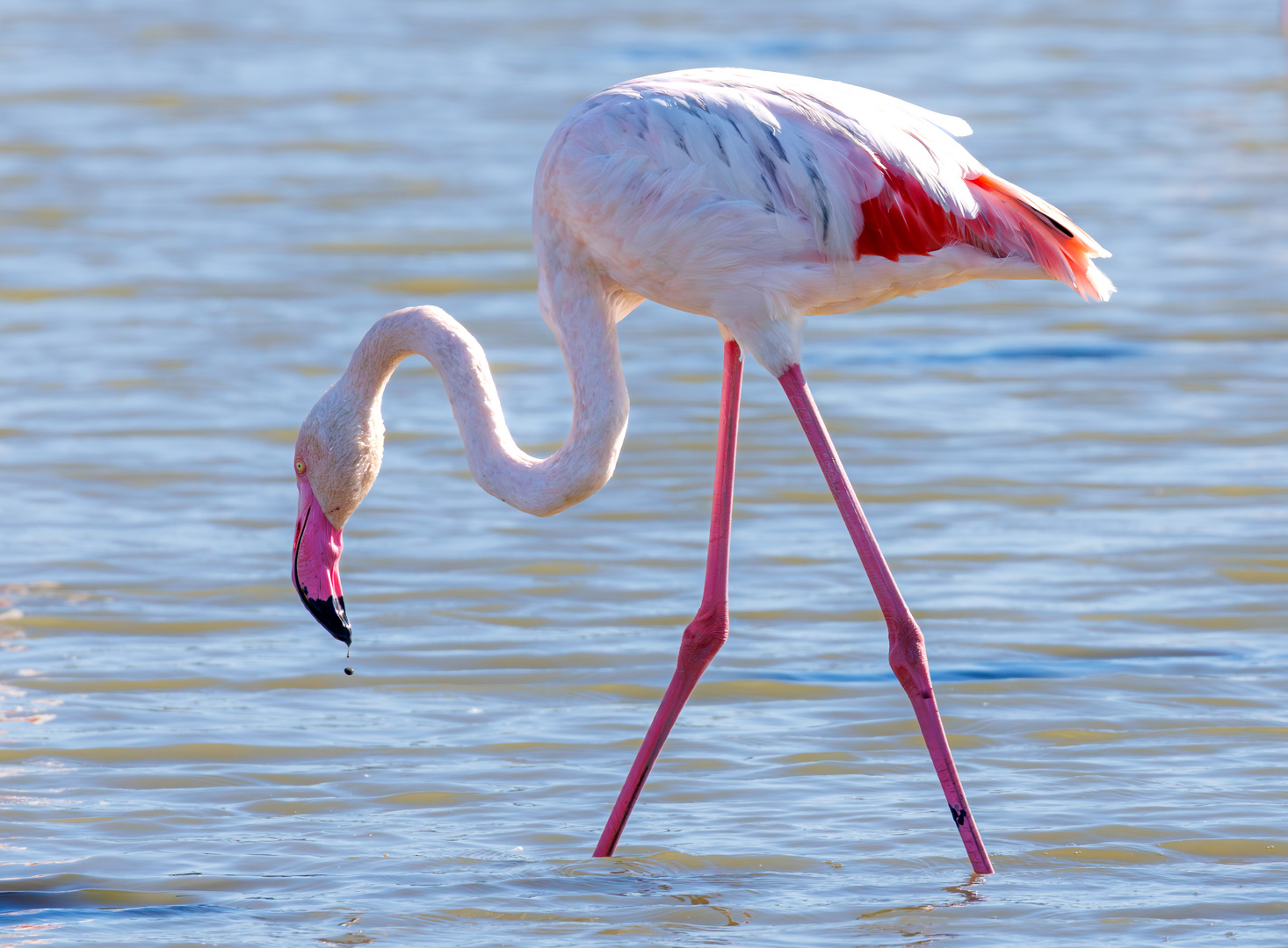 Flamingo, Flamant rose