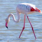 Flamingo, Flamant rose