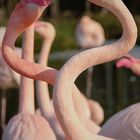 Flamingo-Flamenco