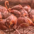 Flamingo Flamenco