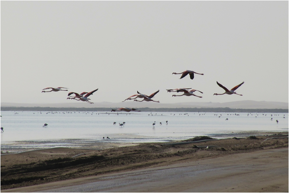 Flamingo Flight