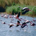 Flamingo Flucht