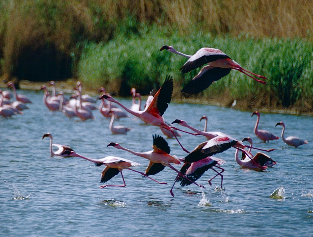 Flamingo Flucht