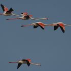 Flamingo-Flug-Formation