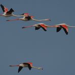 Flamingo-Flug-Formation