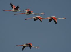 Flamingo-Flug-Formation