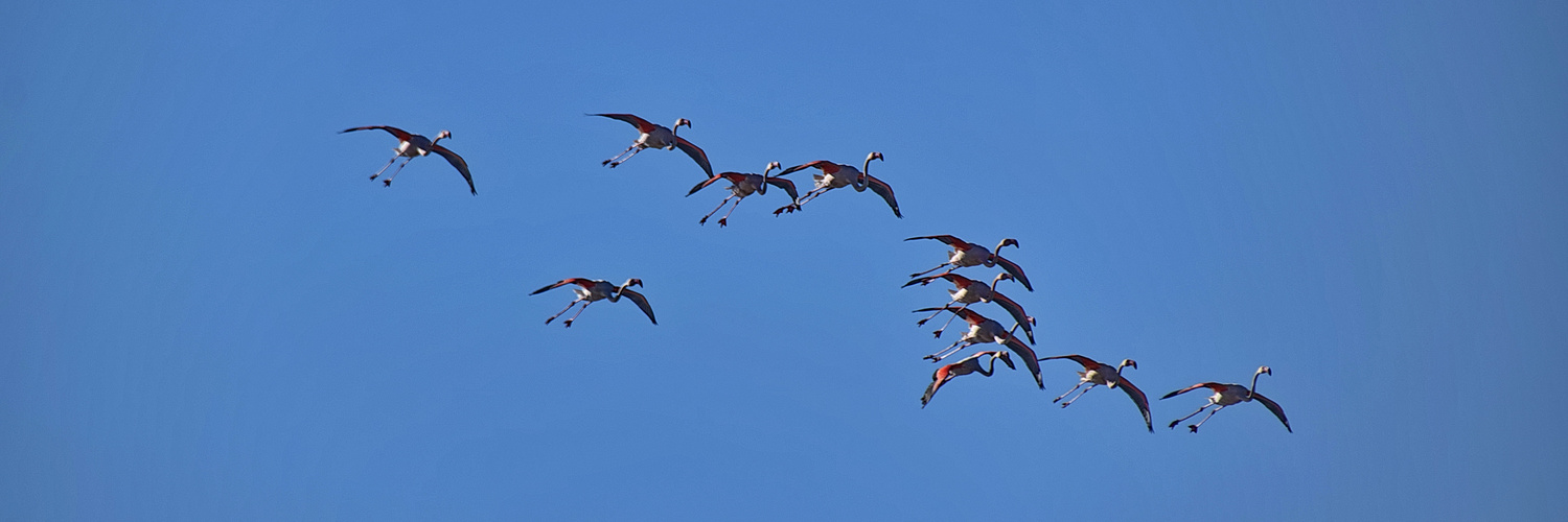 Flamingo  Flugshow