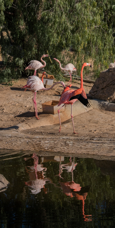 Flamingo - Friguia Park