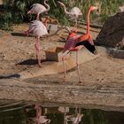 Flamingo - Friguia Park