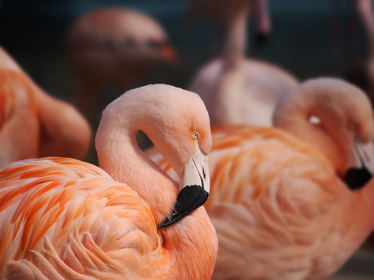 Flamingo Frühling