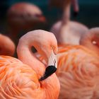 Flamingo Frühling