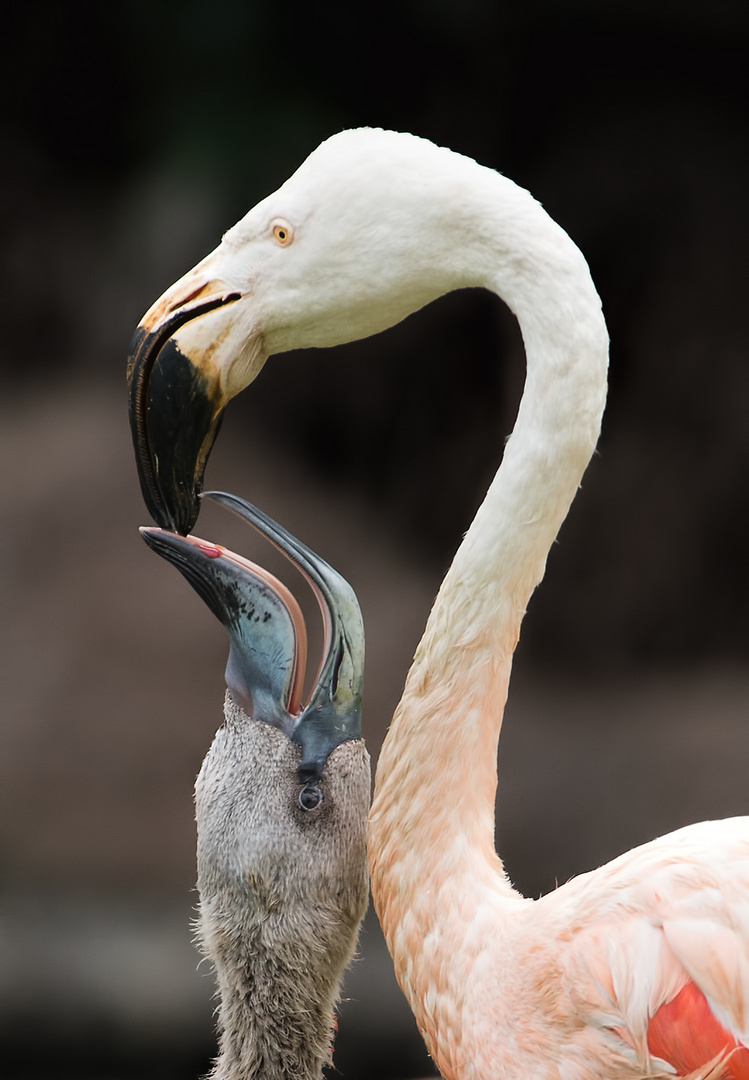 Flamingo füttert den Nachwuchs im Loro Parque (Teneriffa)