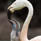 Flamingo füttert den Nachwuchs im Loro Parque (Teneriffa)