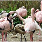Flamingo füttert Junges