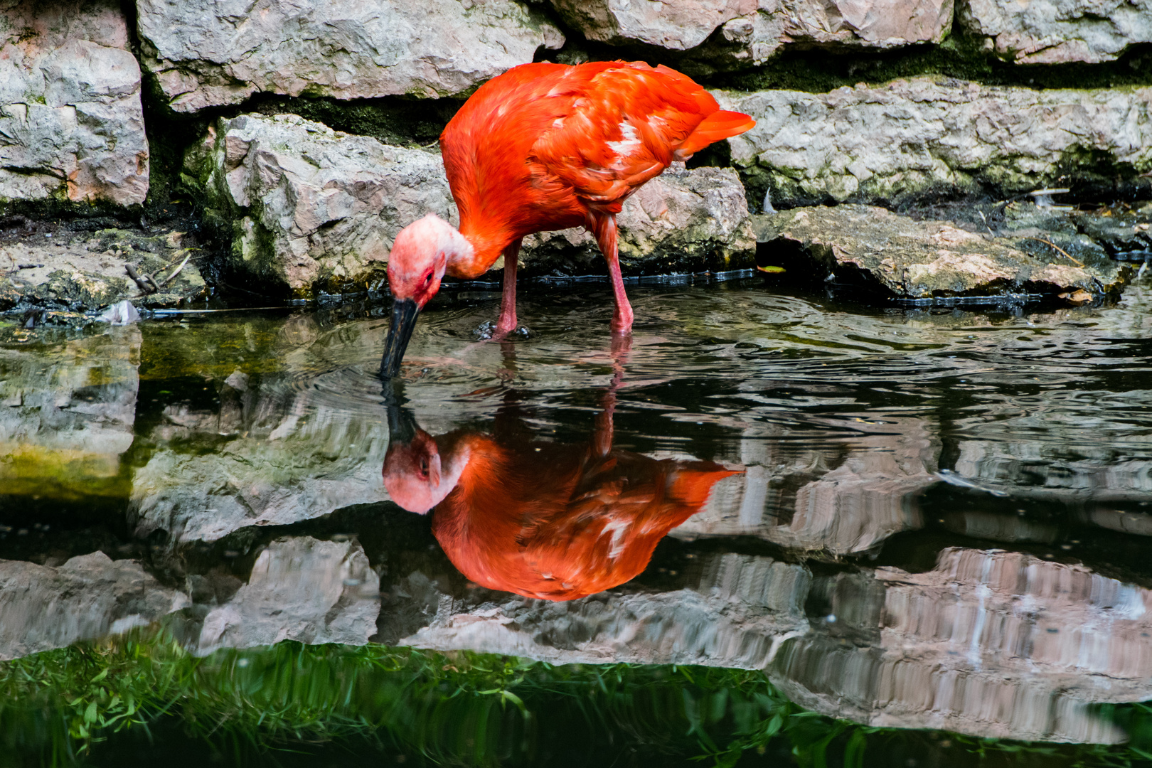 Flamingo gespiegelt