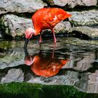 Flamingo gespiegelt