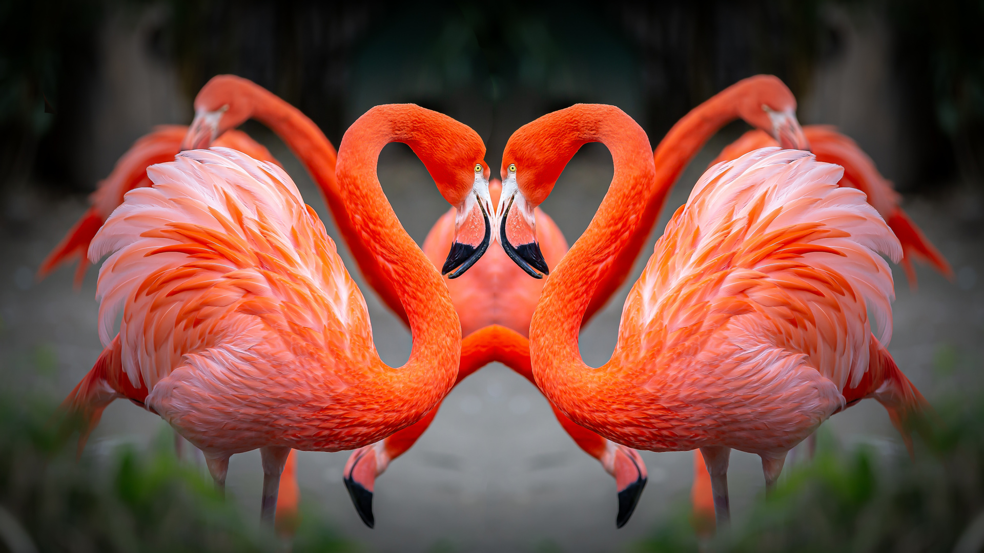 Flamingo gespiegelt