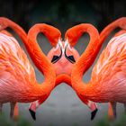 Flamingo gespiegelt