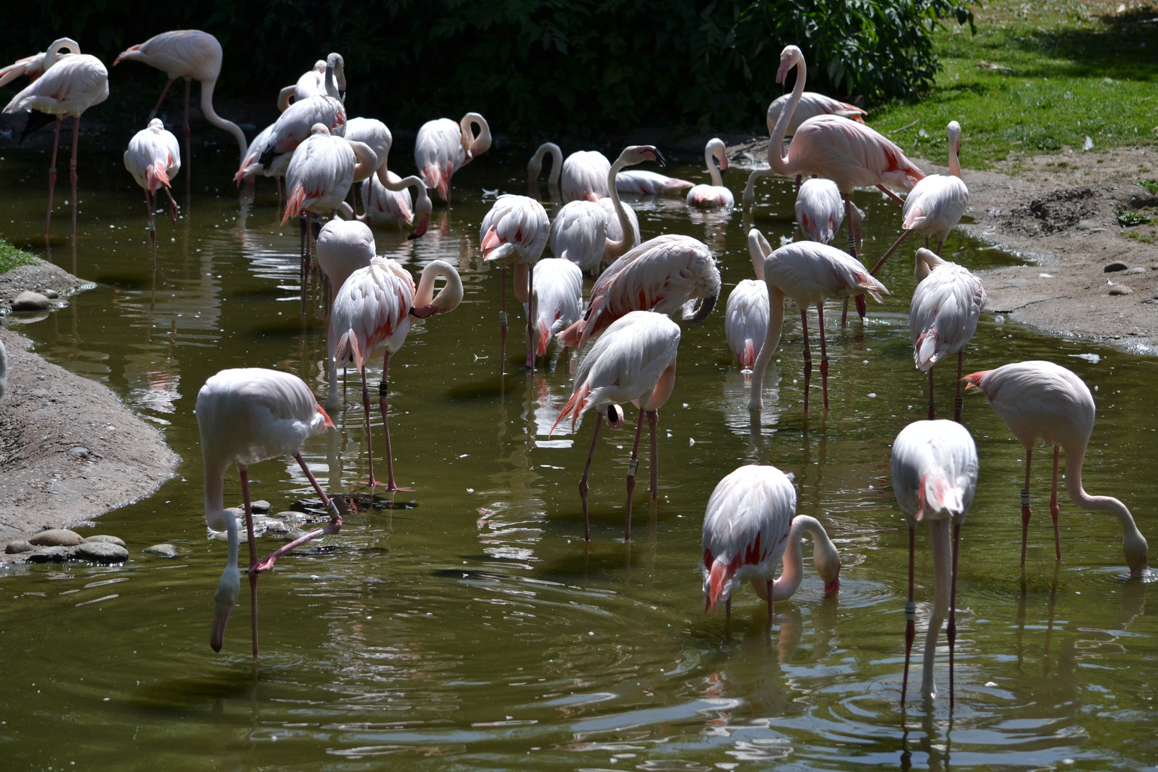 Flamingo Gruppe