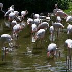 Flamingo Gruppe