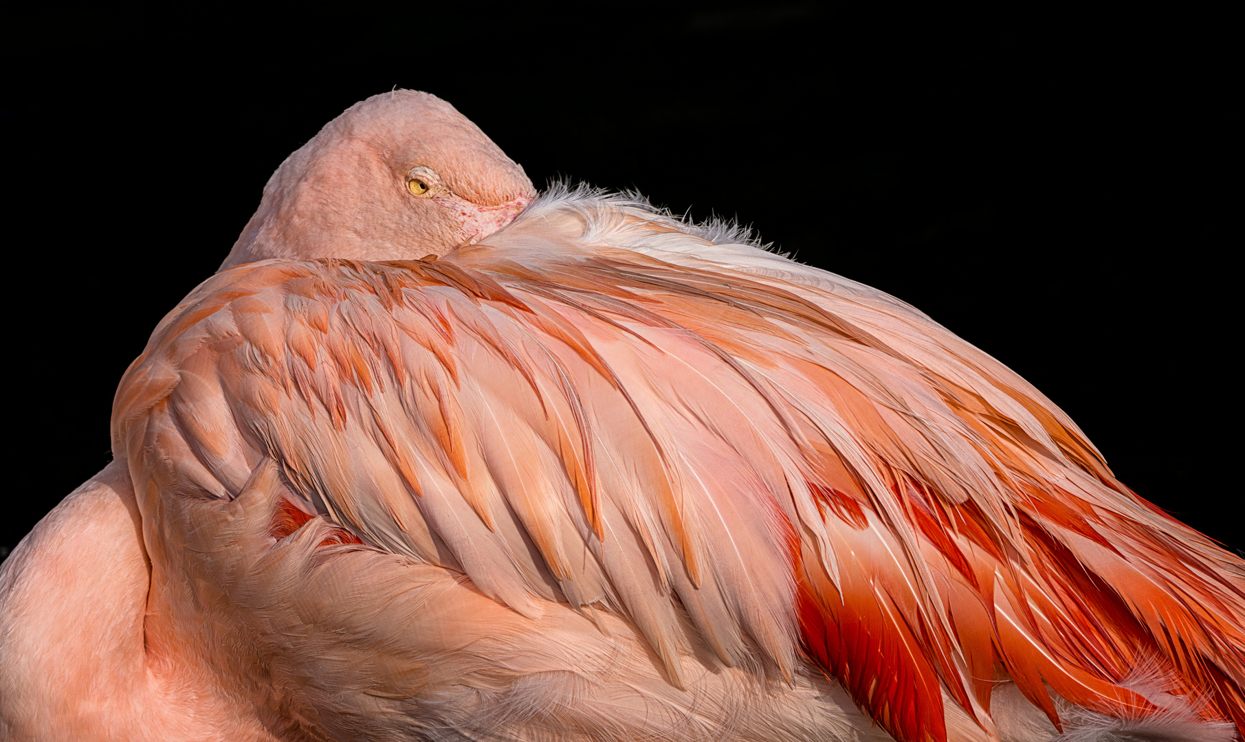 Flamingo hat Ruh