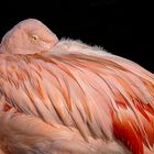 Flamingo hat Ruh
