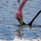 Flamingo Hedionda 2