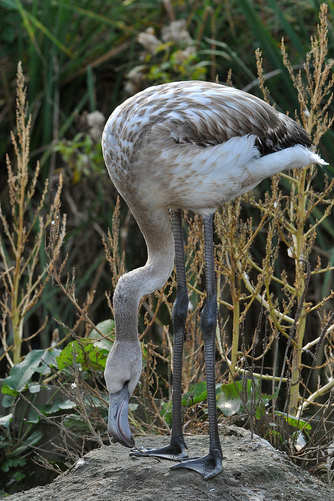 Flamingo - Heranwachsender