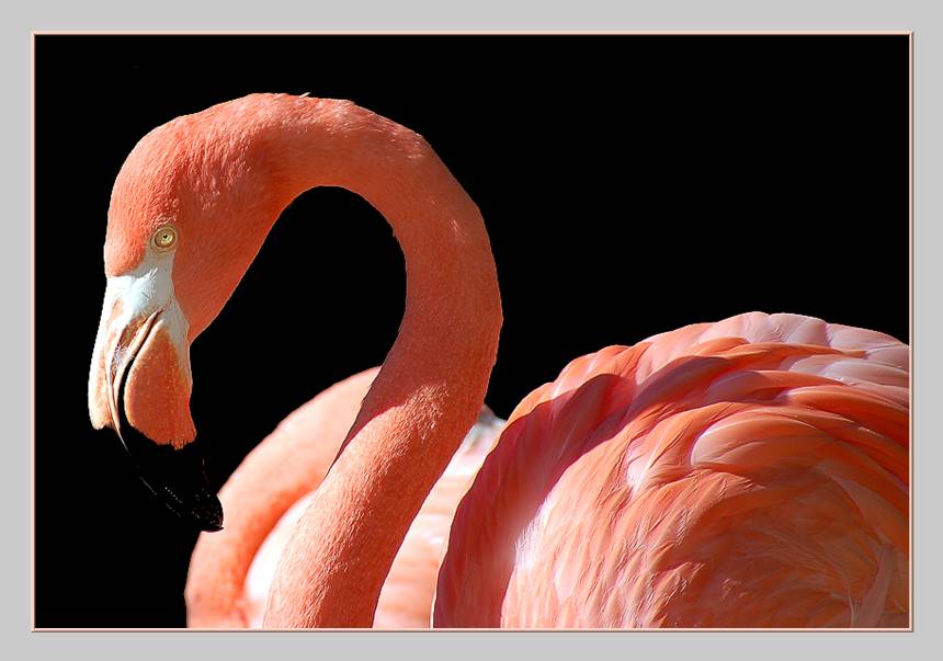 Flamingo Herbert, ein Gigolo seiner Art :o))).