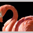 Flamingo Herbert, ein Gigolo seiner Art :o))).