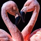 Flamingo-Herz