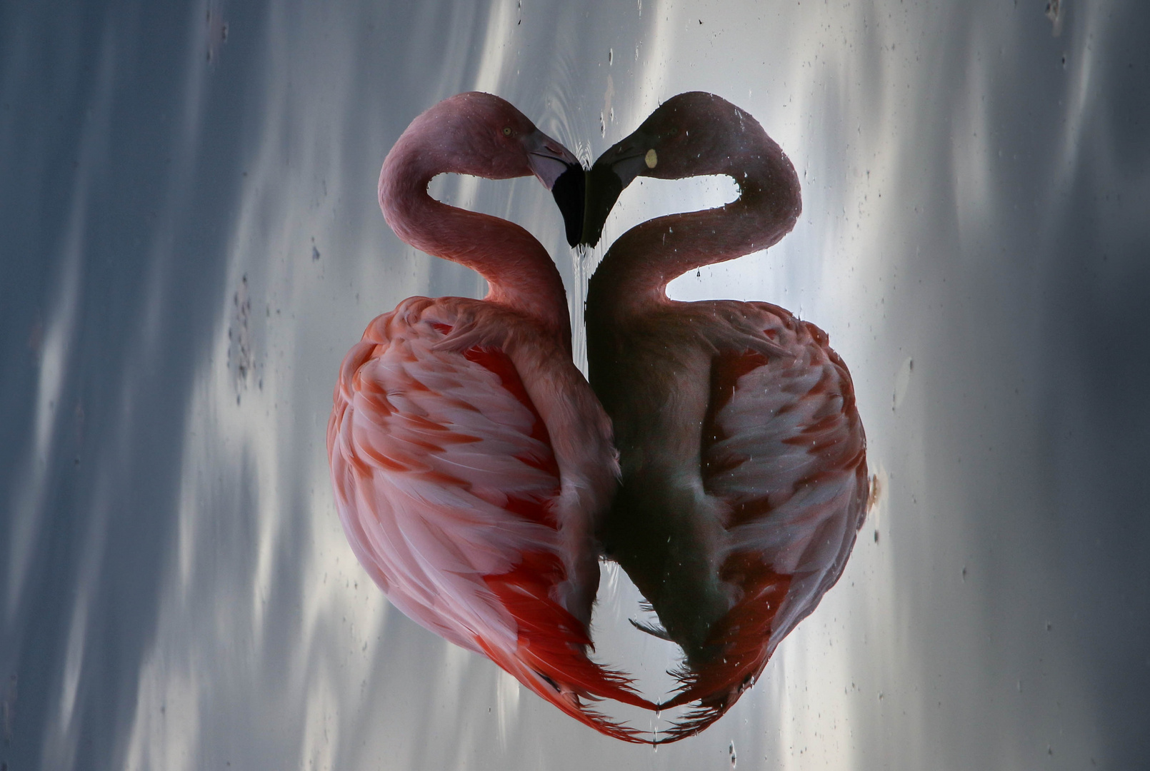 Flamingo Herz Foto Bild Natur Vogel Bilder Auf Fotocommunity