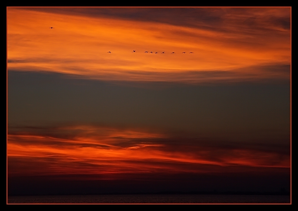 ... Flamingo-Himmel ... / ... le ciel des flamants ...