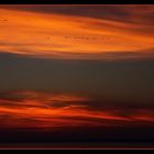 ... Flamingo-Himmel ... / ... le ciel des flamants ...