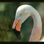 Flamingo hinter Glas