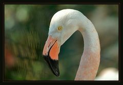 Flamingo hinter Glas