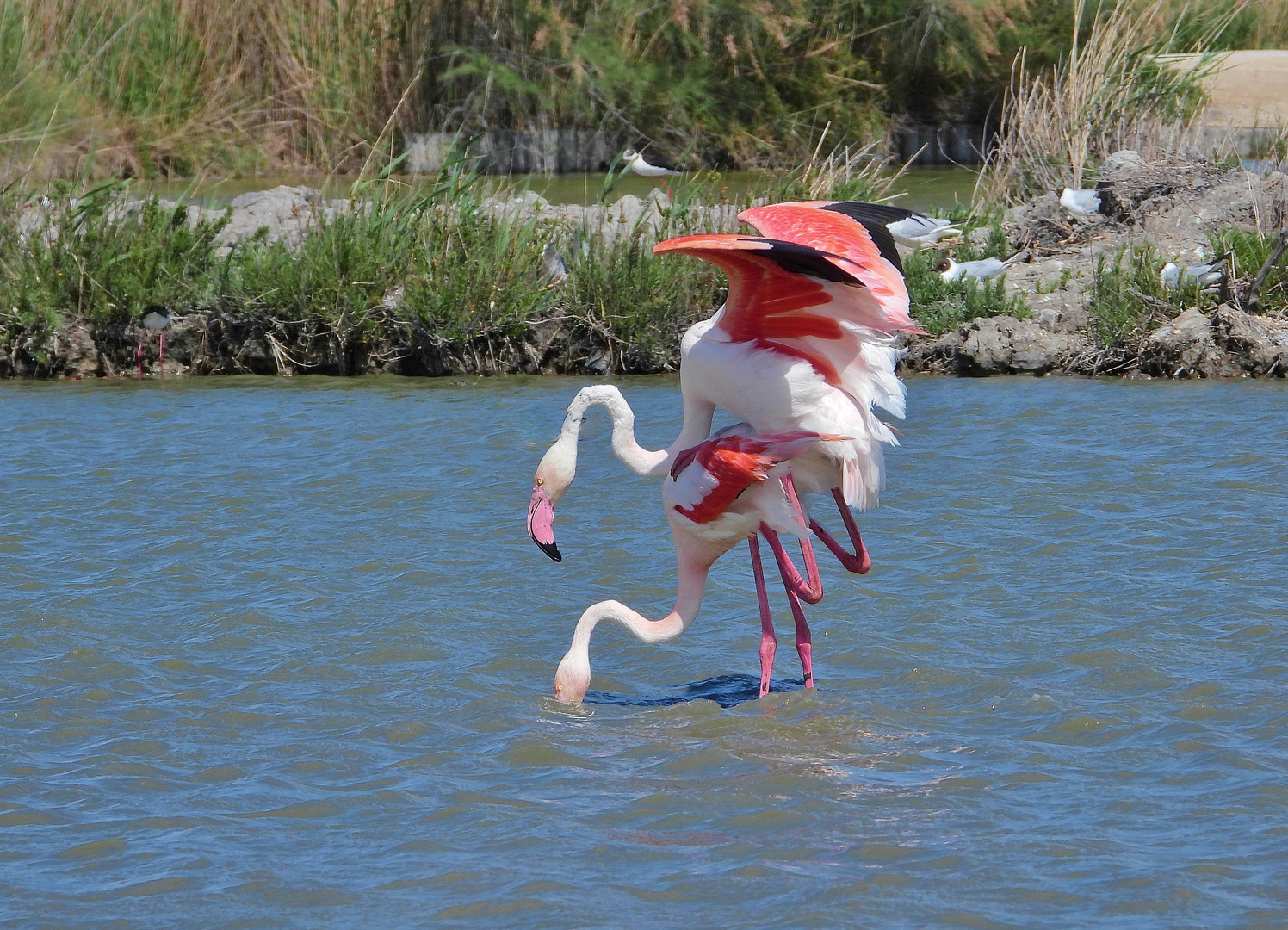 Flamingo Hochzeit