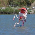 Flamingo Hochzeit