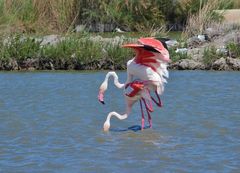 Flamingo Hochzeit