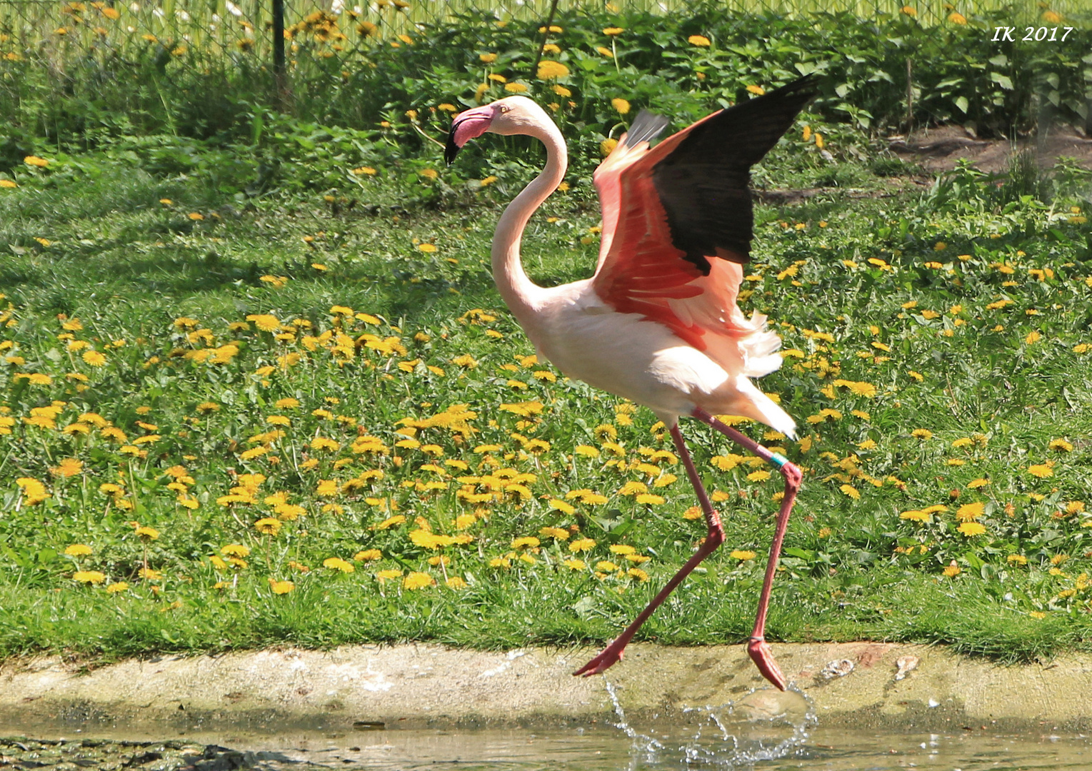 Flamingo - Hüpfer