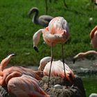 Flamingo hütet ein Ei