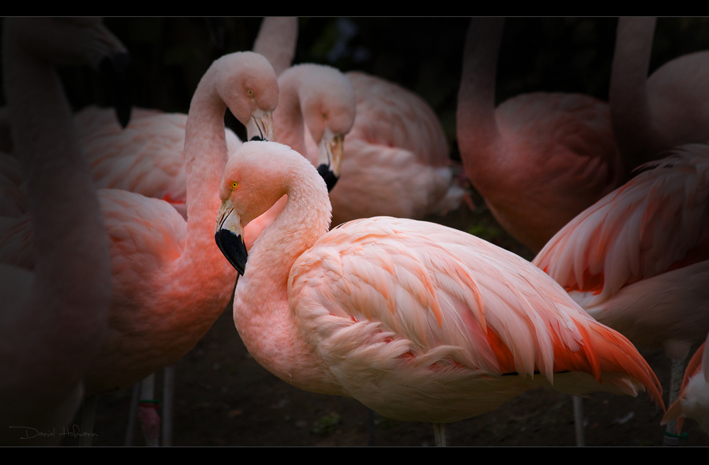 .:Flamingo I:.